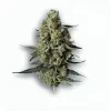 A Chemdawg Cannabis bud from Ganjacy.com