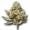 Example of Cookies and Cream cannabis available for order on Ganjacy.com