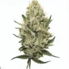 Order Diesel cannabis at Ganjacy.com