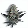 A Grand Daddy Purple Cannabis bud from Ganjacy.com
