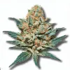 Example of King Juice cannabis available for order on Ganjacy.com