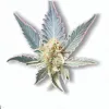 Example of King Tart cannabis available on Ganjacy.com