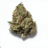 A Moby Dick Cannabis bud from Ganjacy.com