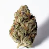 Purple Haze Cannabis bud on Ganjacy.com