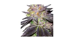 Wedding Cake Cannabis bud from Hotbox on Ganjacy.com