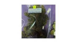 White Truffle cannabis bud on Ganjacy.com