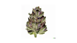 A Pink Runtz Cannabis bud from Ganjacy.com