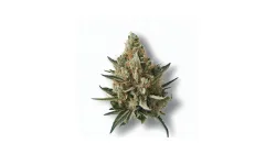 An Acapulco Gold Cannabis bud from Ganjacy.com