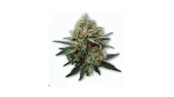 A Alien Runtz Cannabis bud from Ganjacy.com