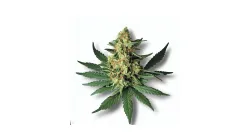 Area 41 cannabis bud at Ganjacy.com