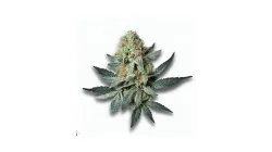 An Avant 123 Cannabis bud from Ganjacy.com