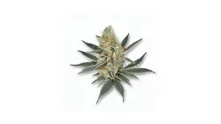 A Charlotte's Angel Cannabis bud from Ganjacy.com