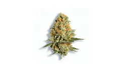 A Citrus Tsunami Cannabis bud from Ganjacy.com
