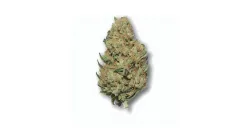 A Cookie Stomper Cannabis bud from Ganjacy.com