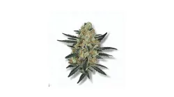 A Divine Storm Cannabis bud from Ganjacy.com
