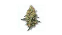 A Donkey Butter Cannabis bud from Ganjacy.com