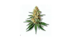 Picture of a Dreamsicle Cannabis bud from Ganjacy.com