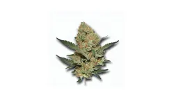 An El Chapo Cannabis bud from Ganjacy.com