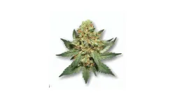 Full Gas cannabis bud from Smokers cannabis resort Pattaya on Ganjacy.com