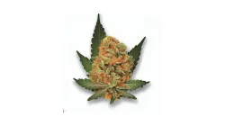 Gas cake cannabis bud from Smokers cannabis resort Pattaya on Ganjacy.com