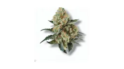 A Gelato Cannabis bud from Ganjacy.com