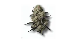 A Grape Slurry Cannabis bud from Ganjacy.com