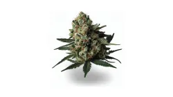An Incredible Hulk Cannabis bud from Ganjacy.com