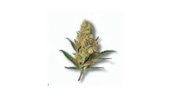 A Jack Herer Cannabis bud from Ganjacy.com