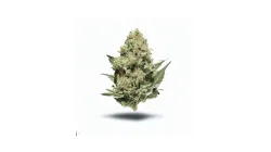 A Kush Mint Cannabis bud from Ganjacy.com