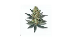 A Lady Kush Cannabis bud from Ganjacy.com