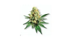 Picture of a Lemon Drip Cannabis bud from Ganjacy.com