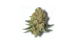 A Mac n Cookie Cannabis bud from Ganjacy.com