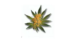 A Mandarine Sunset Cannabis bud from Ganjacy.com
