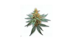 Mango Haze cannabis bud at Ganjacy.com