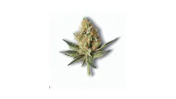 A Mendocino Cannabis bud from Ganjacy.com