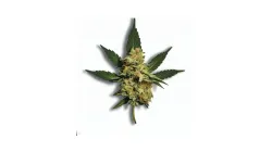 Picture of a Mochi cannabis bud from Ganjacy.com
