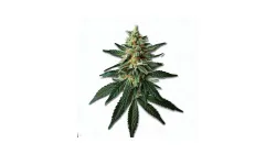 Picture of an Orange 43 Cannabis bud from Ganjacy.com