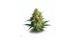 Picture of a Pineapple Cake Cannabis bud from Ganjacy.com