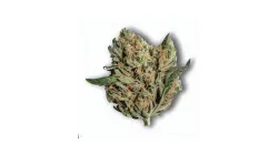 A Platinum Kush Breath Cannabis bud from Ganjacy.com