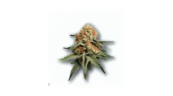 A Red Chile Cannabis bud from Ganjacy.com