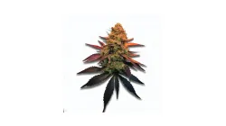 Sunset Runtz cannabis bud at Ganjacy.com