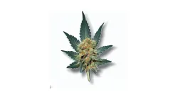 Tart cannabis bud at Ganjacy.com