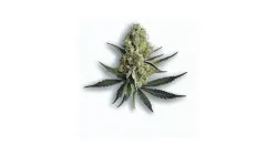 An Ursa Major Cannabis bud from Ganjacy.com