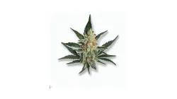 A Wet Betty Cannabis bud from Ganjacy.com
