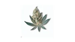 Example of Wonder Pie cannabis available for order on Ganjacy.com