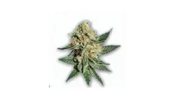 A Yummy Cannabis bud from Ganjacy.com