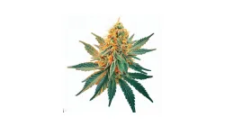 A Mandarine Sunset Cannabis bud from Ganjacy.com