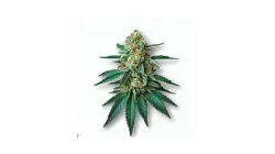 Picture of a Tropicana Gas Cannabis bud from Ganjacy.com
