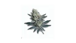 An Auto Blue Amnesia Cannabis bud from Ganjacy.com