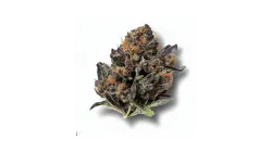 A Black Cherry Punch Cannabis bud from Ganjacy.com